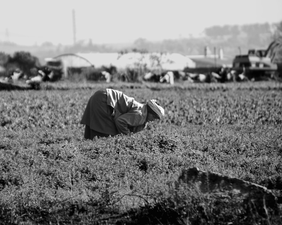 Agricultural Labor Crisis US