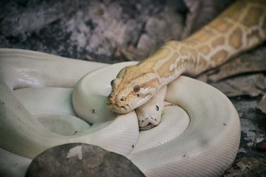 python jobs