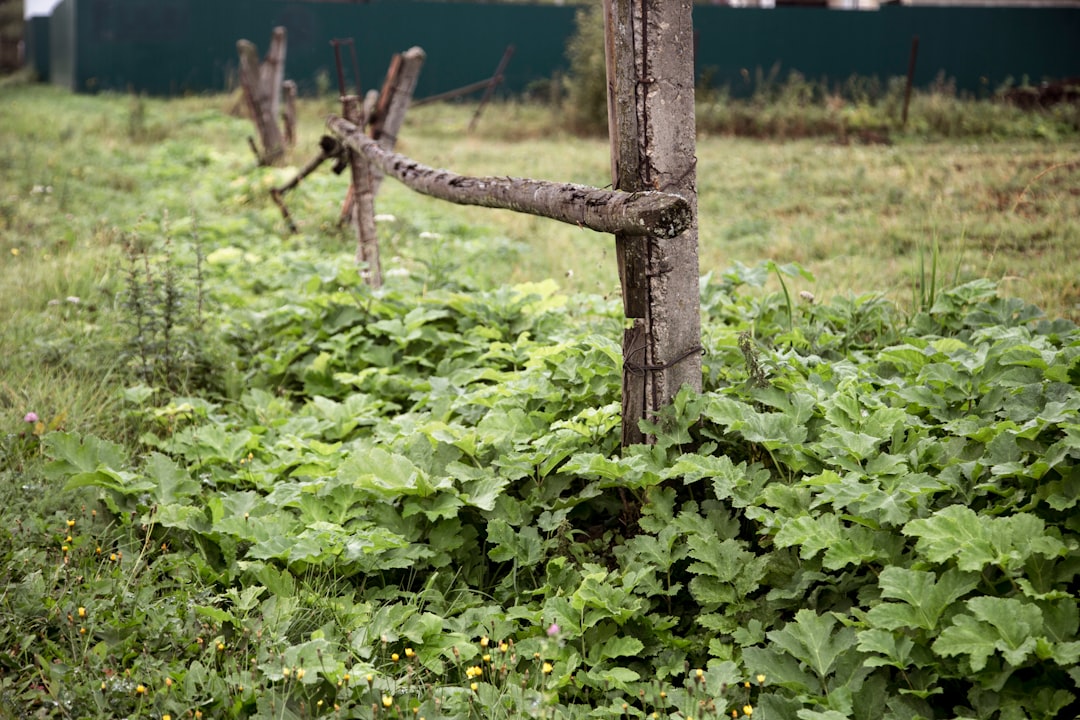 Photo hedge against food inflation