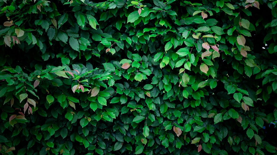 Photo hedge against food inflation