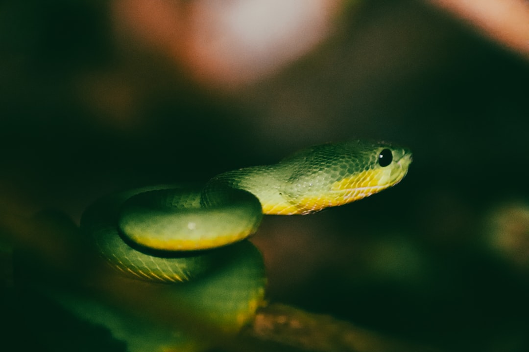 Photo python jobs