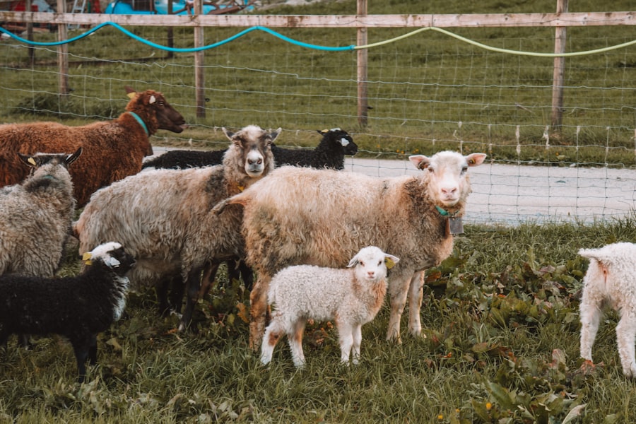 Photo Family Farm Myth