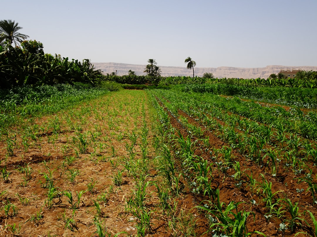Photo Agricultural Consolidation