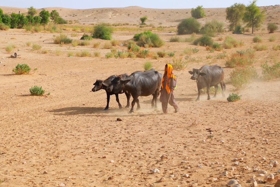 water shortage agriculture