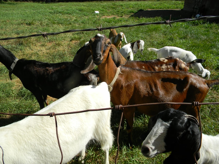 veterinary consolidation