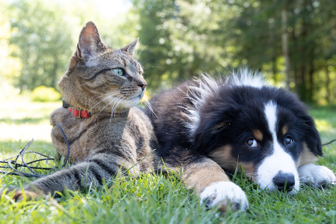 Photo veterinary consolidation
