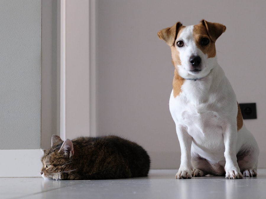 Photo veterinary consolidation