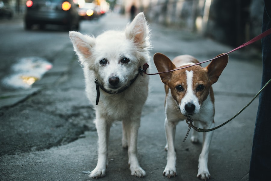 Empowering Pet Owners: Advocacy Groups for Responsible Ownership