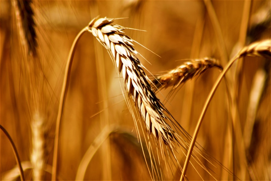 farmland commodity market speculation
