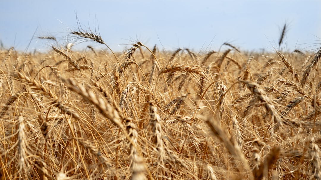 Photo farmland commodity market speculation