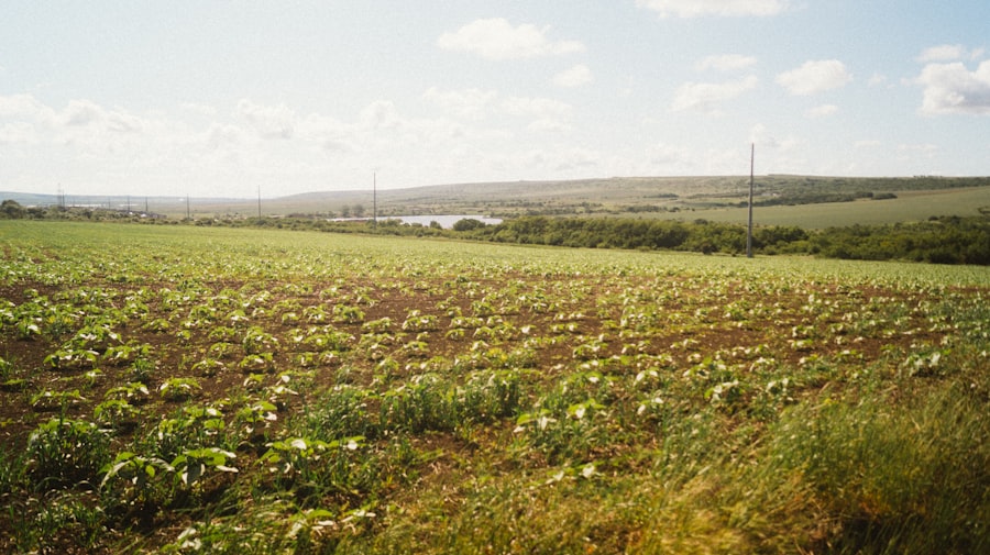 Photo farmland investment