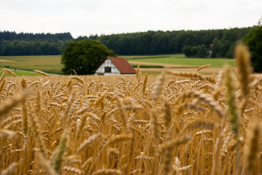 Photo farmland market analysis