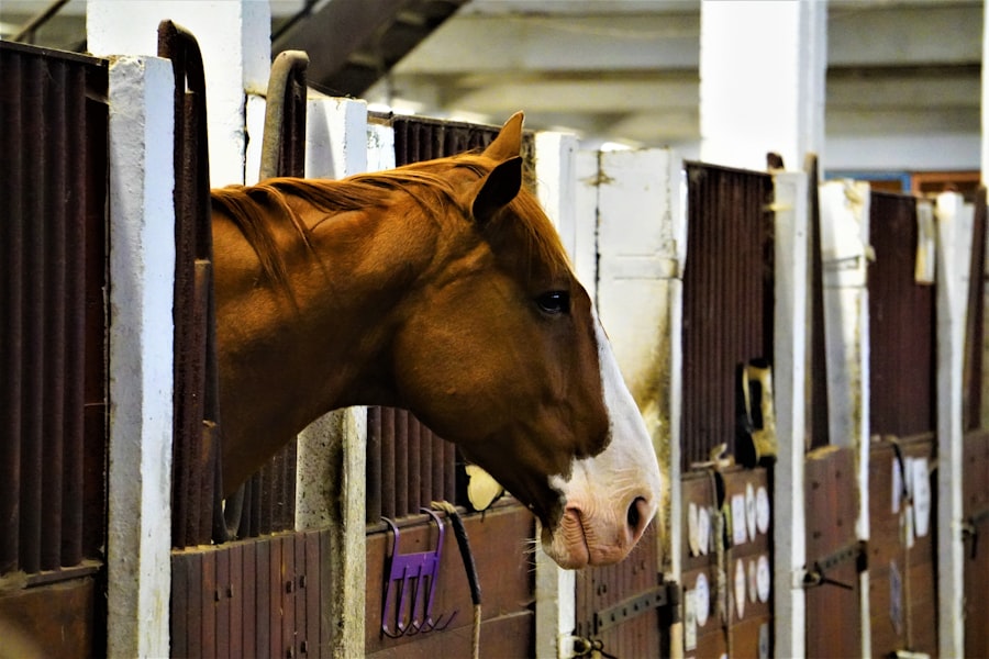 private equity veterinary industry