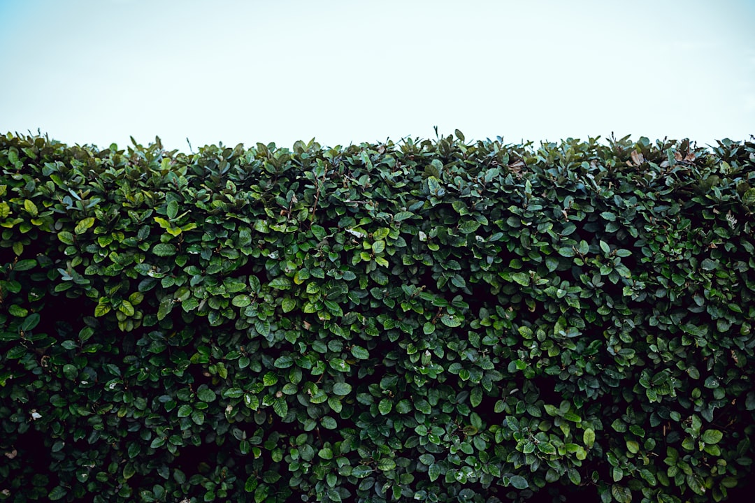 Photo inflation hedge