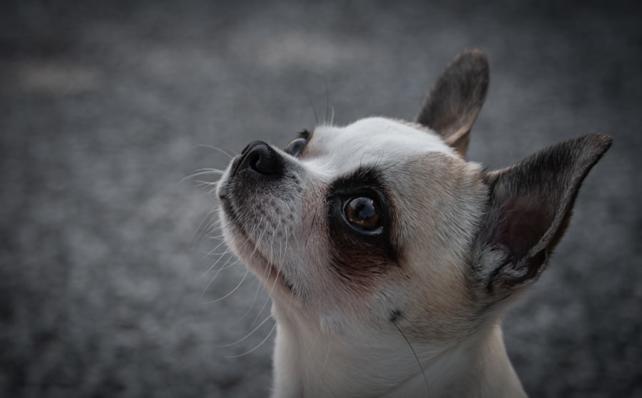 Photo veterinary pricing algorithms