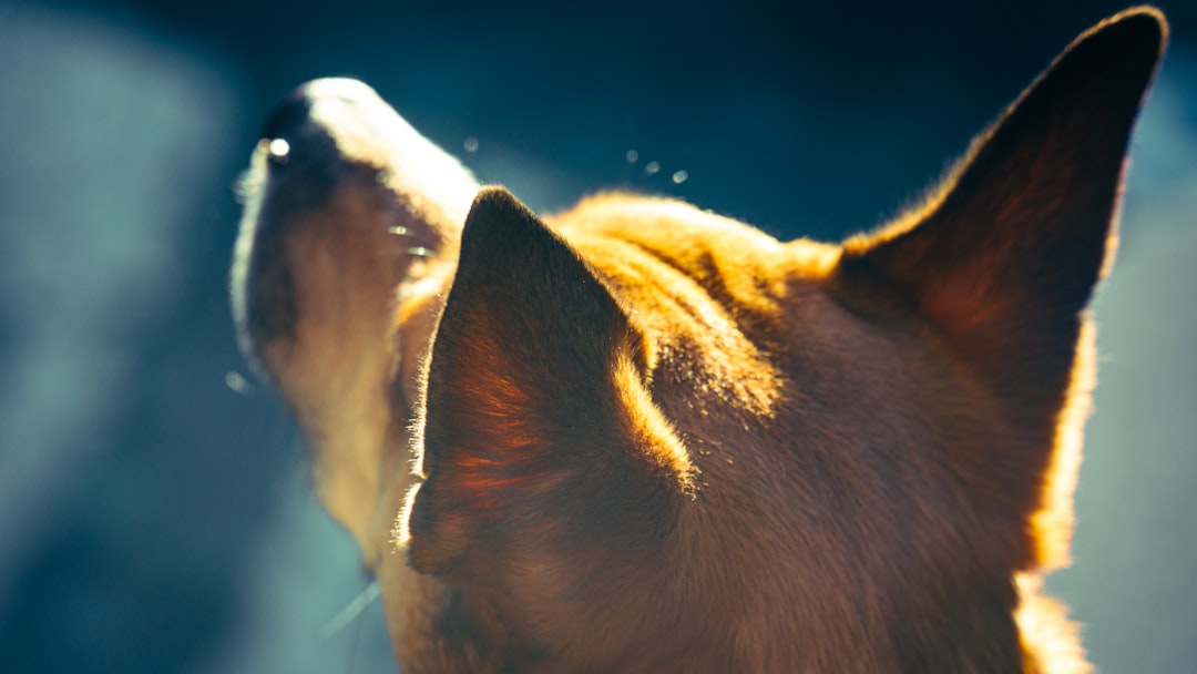 Photo private equity veterinary industry