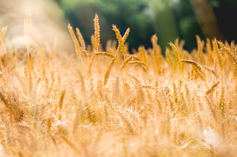 Photo farmland