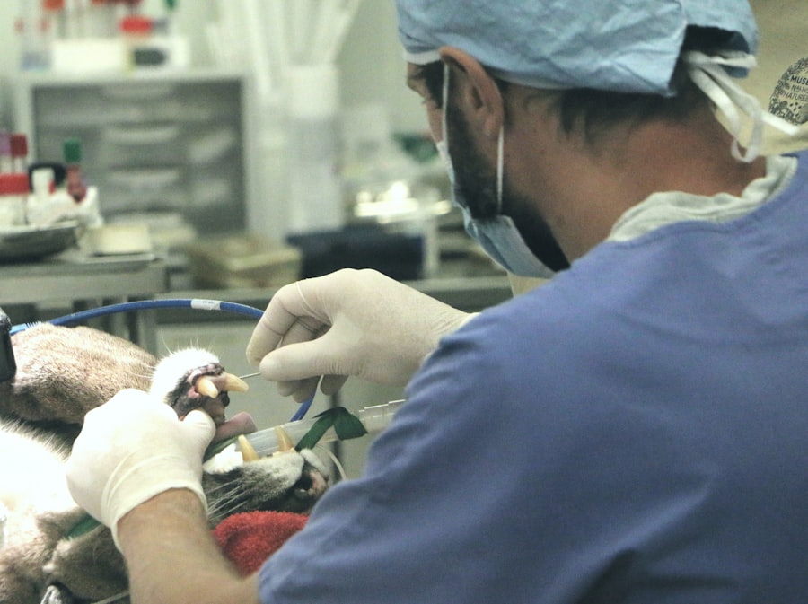 Photo veterinary consolidation