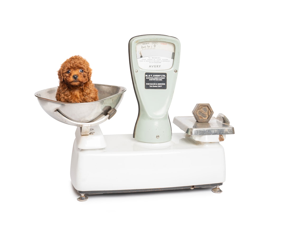 Photo veterinary pricing algorithms