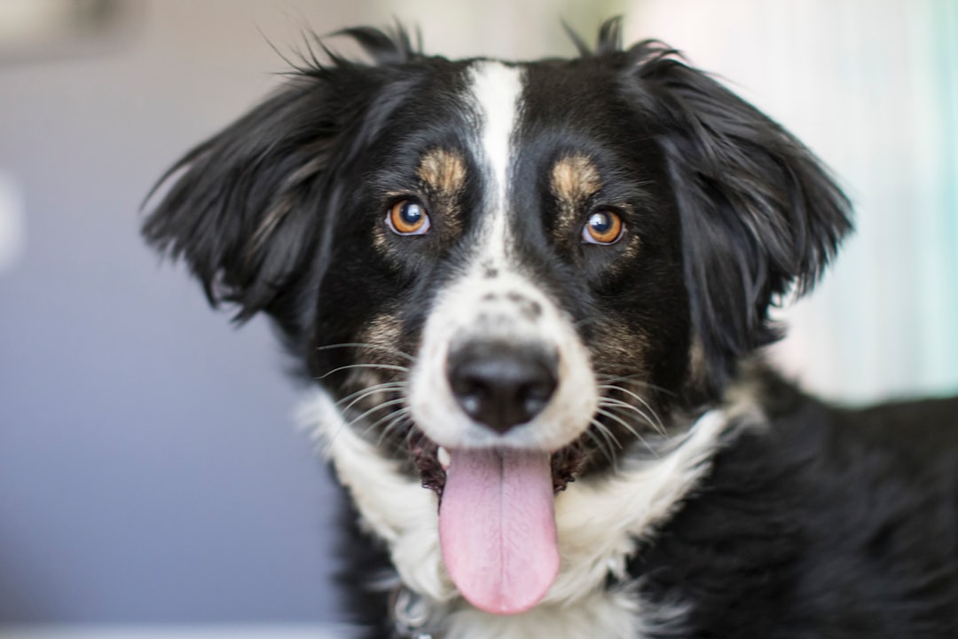 Photo audit veterinary deals