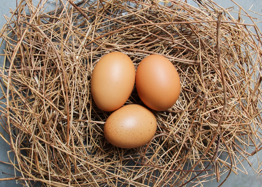 Photo eggs