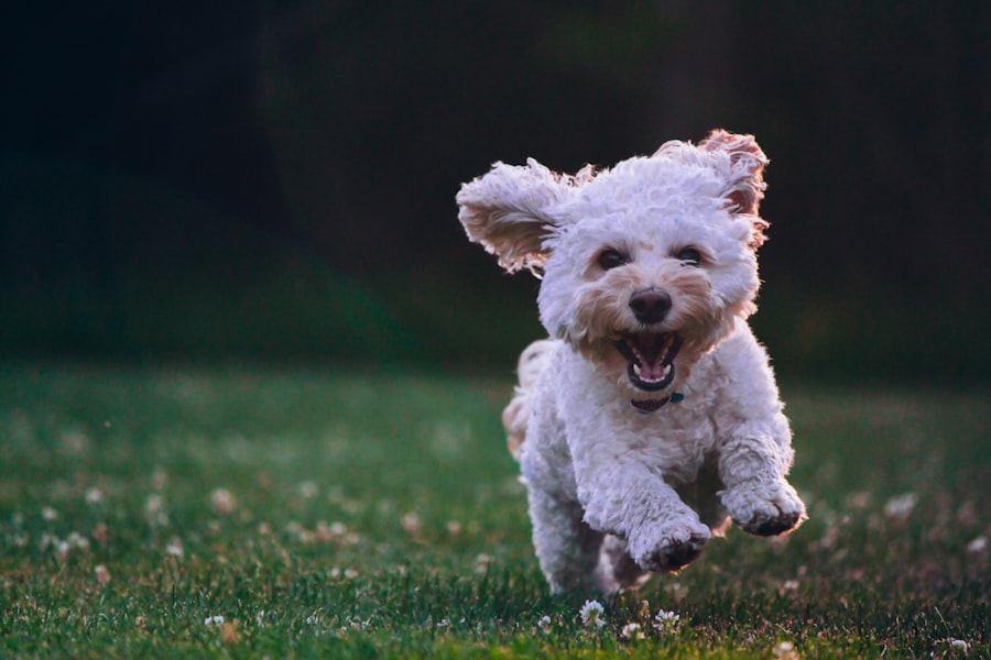 happiness