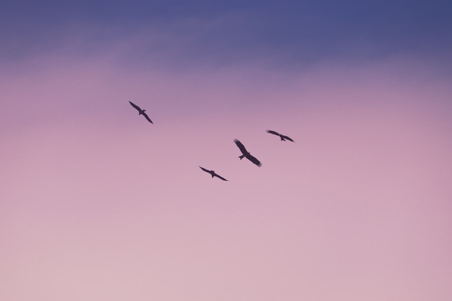 freedom