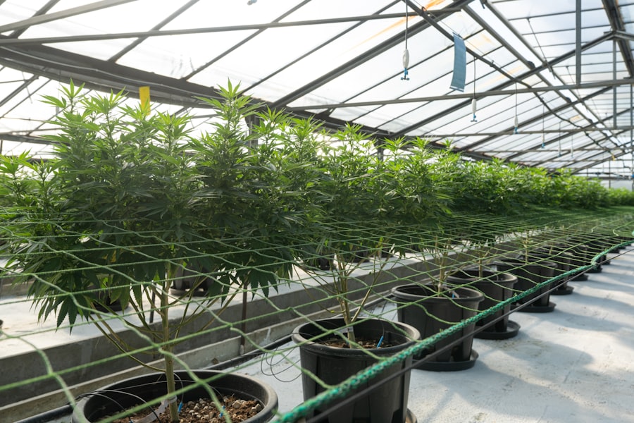 Photo grow net worth